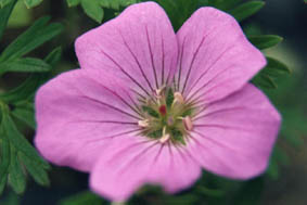 Geranium pylzowianum